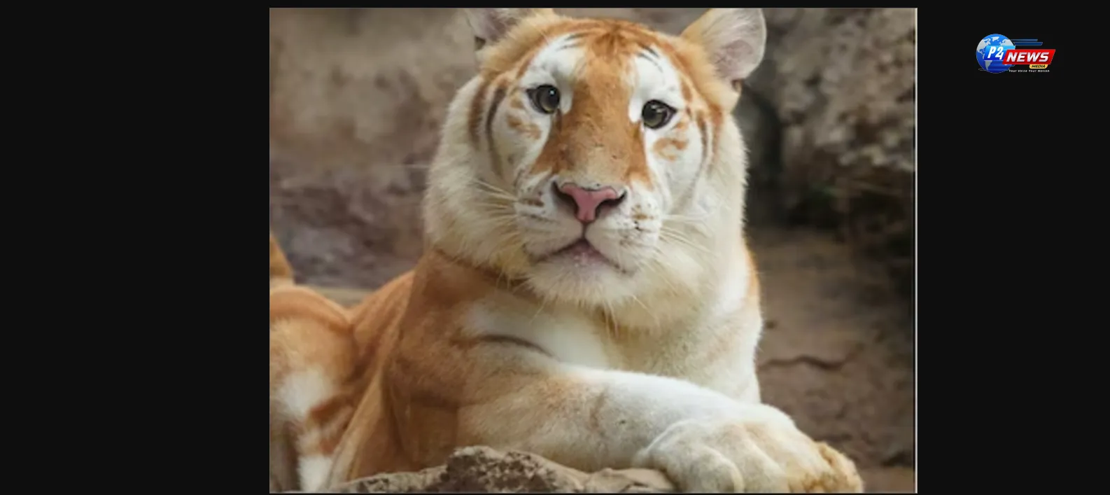 Meet Thailand's New Sensation: The Golden Tiger Taking the Internet by Storm After Hippo Moo Deng's Viral Stunt!