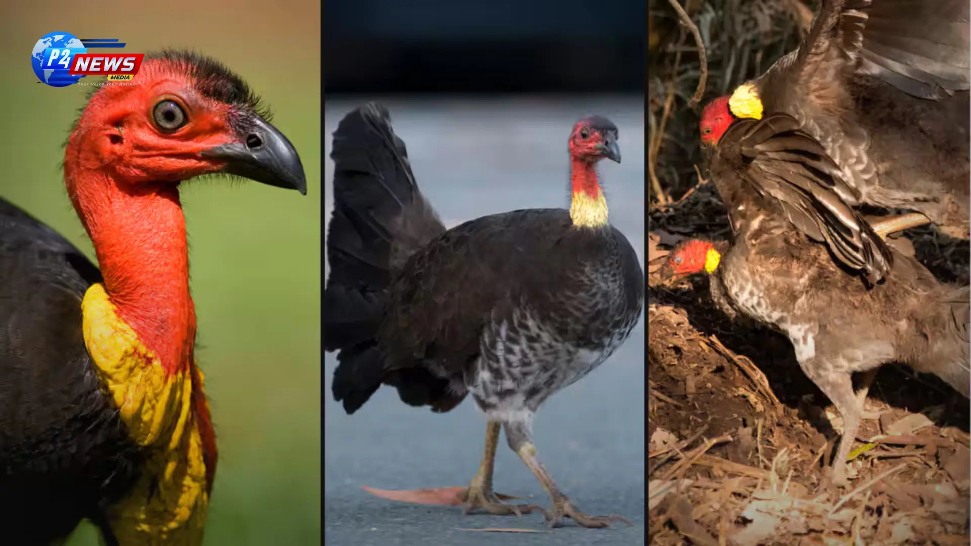 'Brush Turkeys Making a Remarkable Comeback in Urban Australia