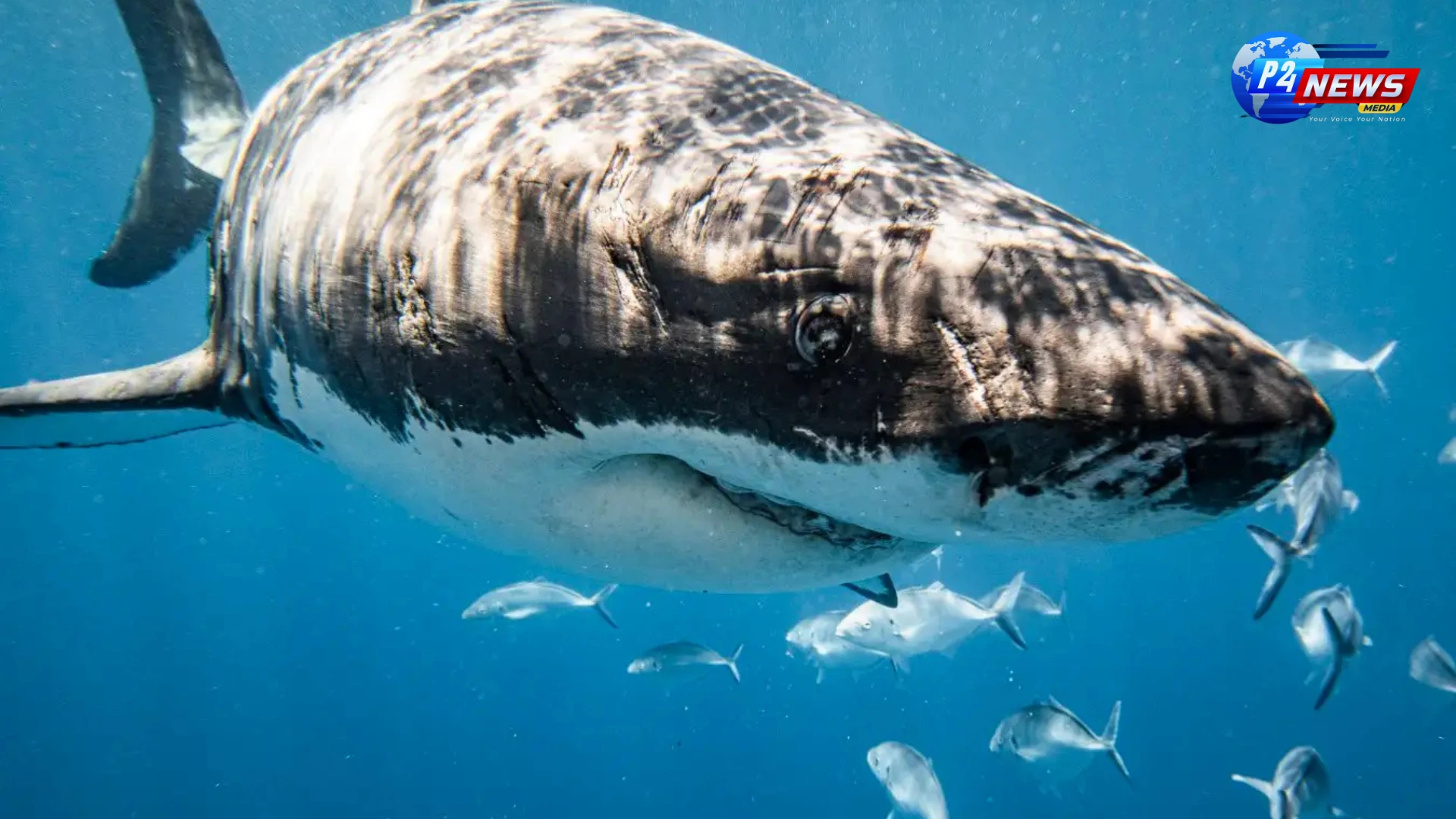 Light Up to Stay Safe: Aussie Researchers Find a Unique Way to Deter Sharks