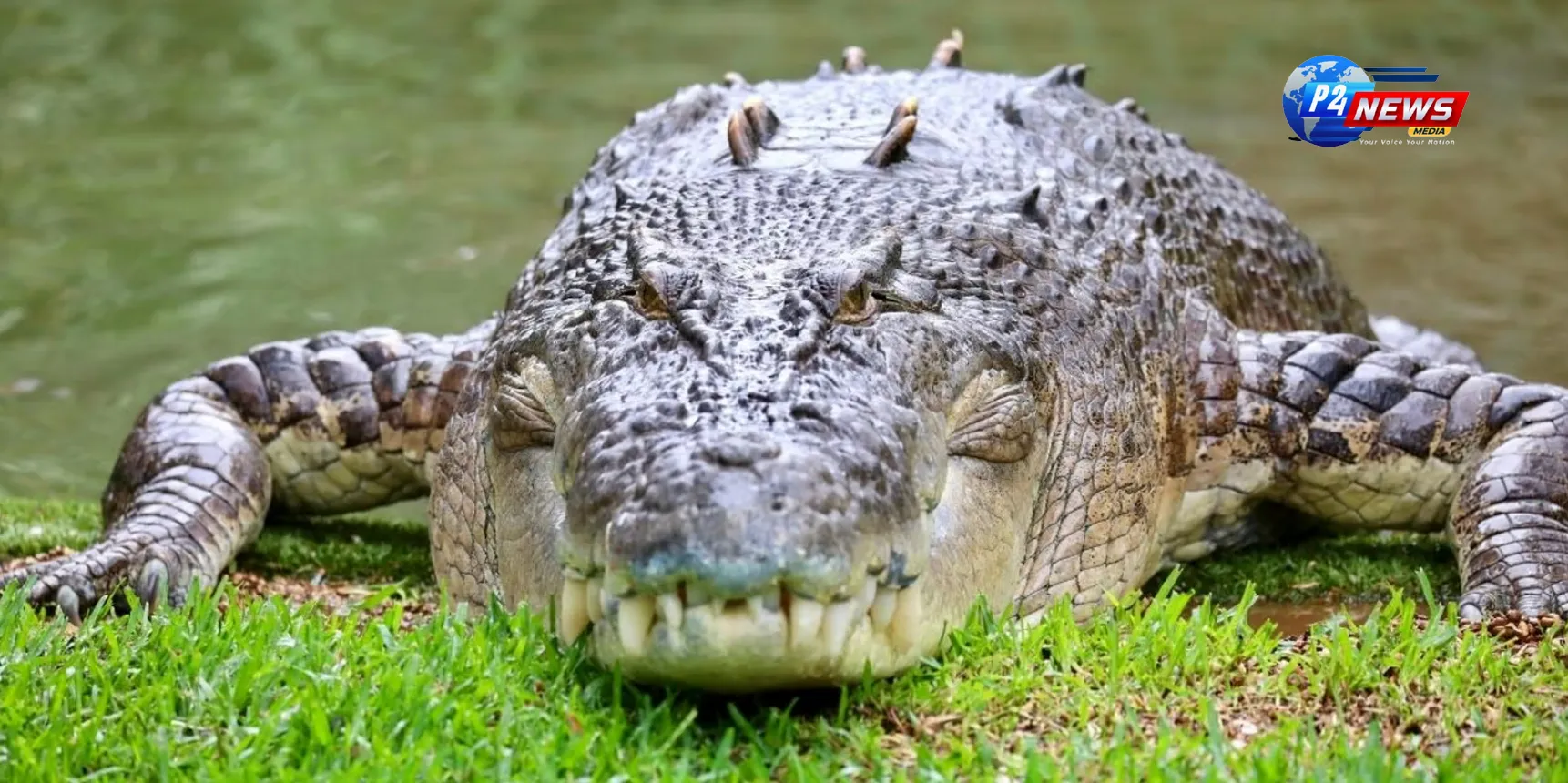 Crocodile Dilemma: Conservation vs. Cull in Australia’s Serpent-Infested Paradise